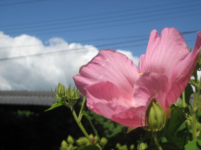 ● 舎那院の芙蓉