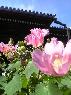 ● 舎那院の芙蓉