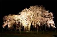 畑のしだれ桜