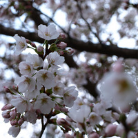 信楽の桜
