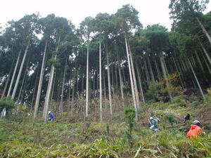 JIMOKI　2010植林