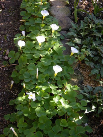 草花