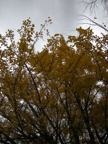 紅葉