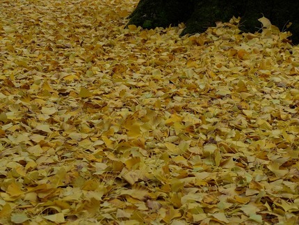 紅葉