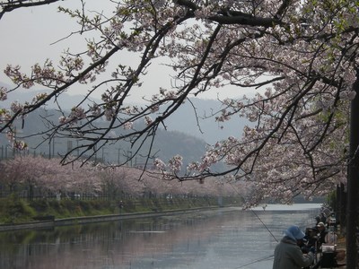 桜
