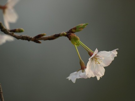 桜