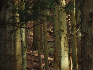 廃村