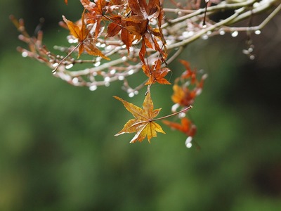 紅葉