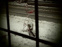 雪です