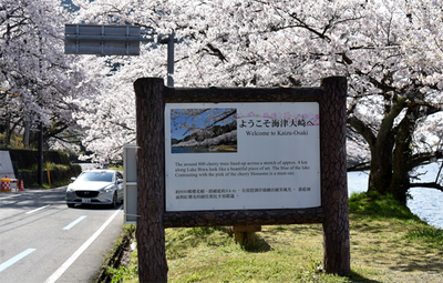 滋賀県高島市手打ちうどん うどんの花里 海津大崎から奥琵琶湖パークウェイの桜