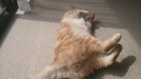 あったかいんだからぁ