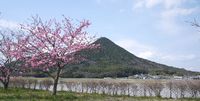 近江富士と桜