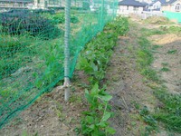 野菜の状況