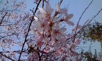 お花見！