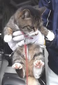 【迷い猫】日野町安部居＊黒灰色トラ模様のネコちゃん