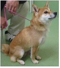 1/18収容【大津市・迷い犬2頭】①和邇北浜　②葛川町居町