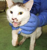 【迷い猫＊東近江市で2匹】①聖和町・白茶ブチ　②小池町・黒猫（負傷）