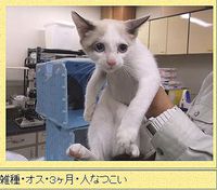 わんにゃん里親さん募集【滋賀県動物保護管理センター】