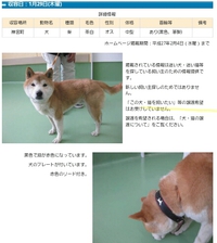 【迷い犬】大津市神宮町＊茶白の柴犬