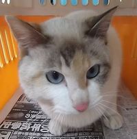 【迷い猫】長浜市新庄中町＊白茶黒のネコちゃん