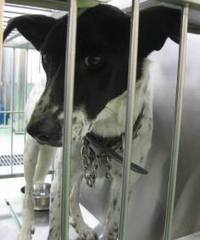 【迷い犬】大津市仰木の里＊白黒雑種ワンちゃん