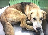 １０月２３日収容【迷い犬】大津市伊香立上龍華町にて茶白のワンちゃん