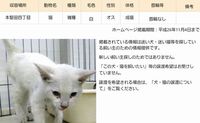 【迷い猫】大津市本堅田4丁目　10/24 大津市動物愛護センター