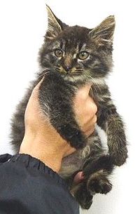 １０月２９日収容【迷い猫】大津市関津一丁目にてキジトラ子猫
