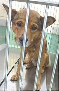 10/7収容【迷い犬】大津市伊香立向在地町＊茶色雑種ワンちゃん
