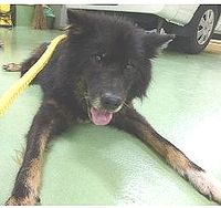 10/8収容【迷い犬】大津市大江五丁目＊黒茶の雑種ワンちゃん