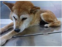 11/10収容【迷い犬】大津市秋葉台にて柴犬