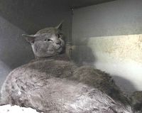 【迷い猫】湖南市下田＊グレーのオス猫