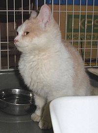 【迷い猫】竜王町小口＊茶白の雑種ネコちゃん