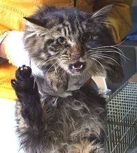 【迷い猫】草津市木川町＊黒灰色（縞模様あり）雑種猫ちゃん