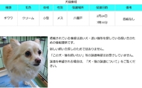 【迷い犬】大津市八屋戸＊チワワ