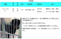 【迷い犬】大津市仰木の里二丁目＊ロットワイラー