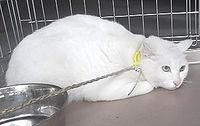 【迷い猫】草津市馬場町にて、黄色の首輪をつけた白猫ちゃん