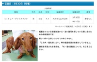 【迷い犬】大津市石山寺辺町＊ミニチュアダックス