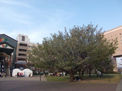 鯉のぼりと葉桜と･･･。