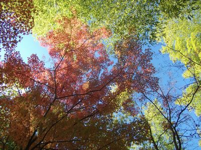 紅葉フォトにチャレンジしてみたけど･･･。