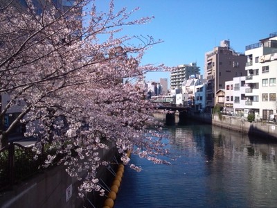 桜を追いかけて･･･♪