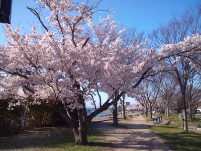 滋賀の桜よ、サヨウナラ…。