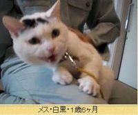 しあわせだニャン(=^・^=)