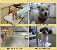 犬・ねこの譲渡会のお知らせ＊４月１４日（水）