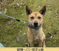 飼い主さん募集中のわんにゃん　Ⅱ