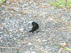 なんでカラスアゲハというの？