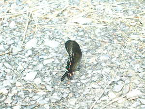 なんでカラスアゲハというの？