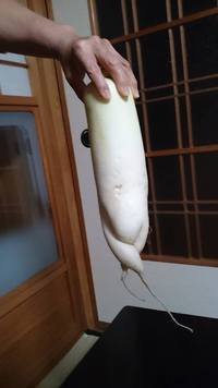 面白い野菜　