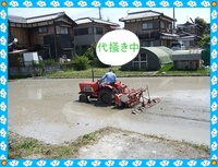 今年のタンボ　代掻き
