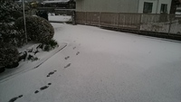 初雪